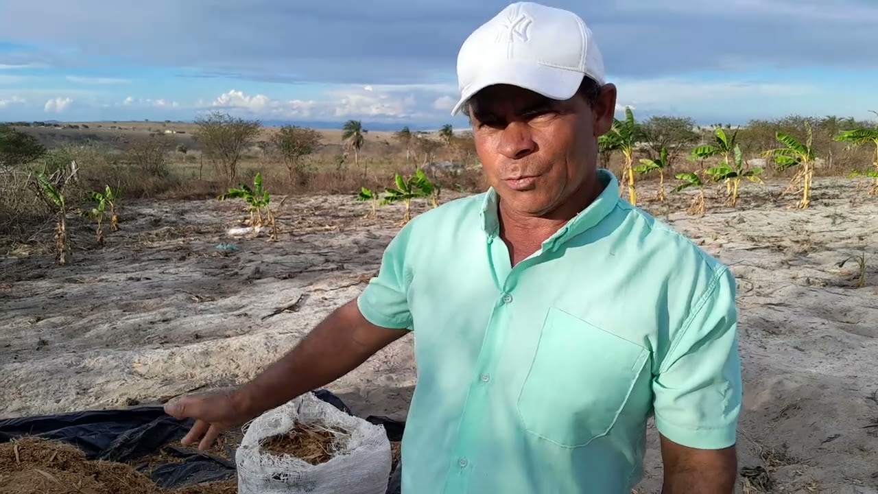 Tirando silagem pros animais 