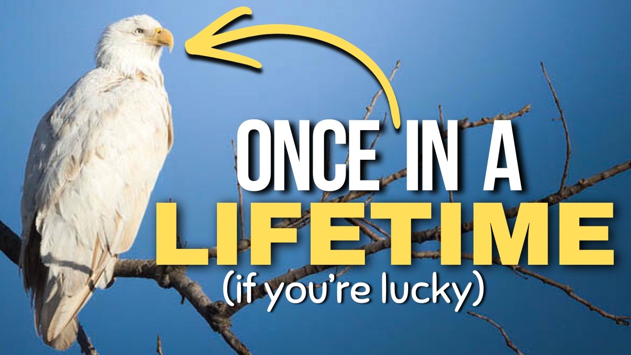 ТОЛЬКО ЧТО ЗАМЕЧЕН: САМЫЙ РЕДКИЙ ОРЕЛ НА ЗЕМЛЕ