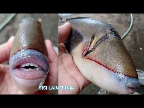 Video: Seekor Ikan Dengan Gigi Manusia Ditangkap Berhampiran Chelyabinsk - Pandangan Alternatif