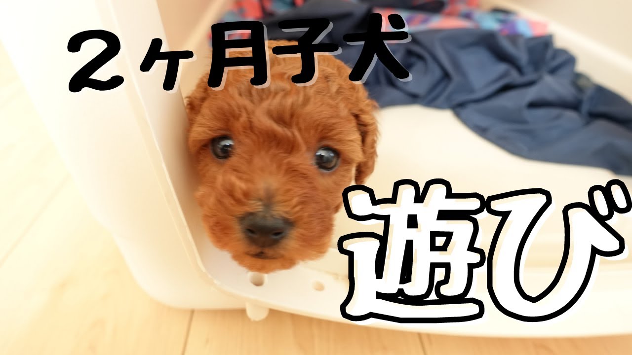 【トイプードル生後2ヶ月】トイプー子犬かわいい戯れあい遊び♪ YouTube