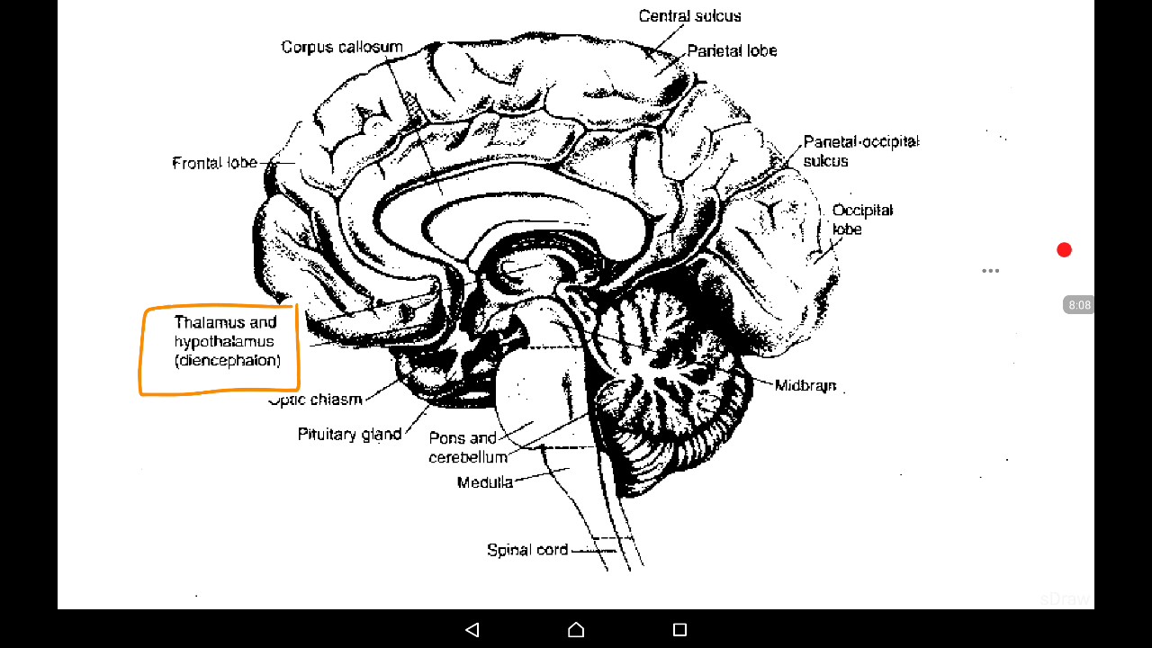 Special physiology of central nervous system. Methods of investigation