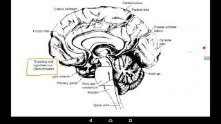 Special physiology of central nervous system. Methods of investigation of central nervous system