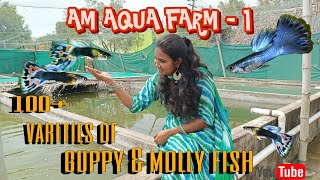 Wholesale fish farm A M Aquarium | All varieties guppies | Mollies | Platies | Kolathur fish farm