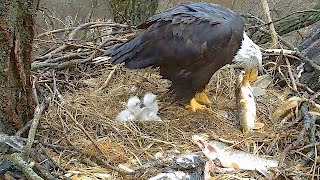 Decorah N2B 17/04/3  14:44 Floppy fish snack & D28 moves bit of shell from inside pip