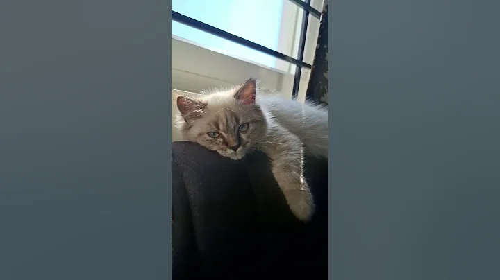 Video 11890581: persian cat female kitten, persian cat kitten white, persian cat kittens funny, cat kitten cute pets