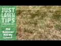 How To Revive Your Lawn From Summer Heat and Dormancy