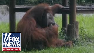 Orangutan smokes cigarette at Indonesia zoo