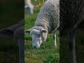 🐐 Eid-ul-Adha Mubarak! #eiduladha #sacrifice #blessings #eidmubarak
