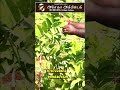 ஆர்க்கா கிரையன் கொய்யா – அதிக விளைச்சல் தரும் புதிய வகை | Arka Kiran Guava Cultivation Tips in Tamil