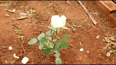 Como plantar rosas no chão?