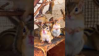 SQUIRREL EXPLORATION IN THE STORY #short #shorts #shortvideo #squirrelstory #squirrel