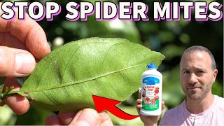 Eliminate SPIDER MITES Quickly With This Magic Dust!