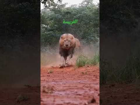 هيبة الاسد تبقى