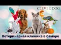 Ветеринарная клиника Clever dog. Лучший ветеринарный центр в Самаре