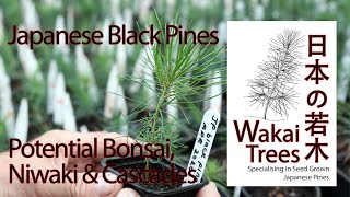 Selecting Bonsai, Niwaki and Cascades, Japanese Black Pines - Part 1 - Wakai Trees Ltd