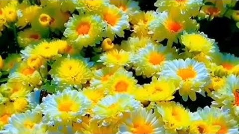 سورة الشرح 94 / بصوت القارئ أحمد العجمي حفظه الله | اللهم صل وسلم وبارك على نبينا محمد