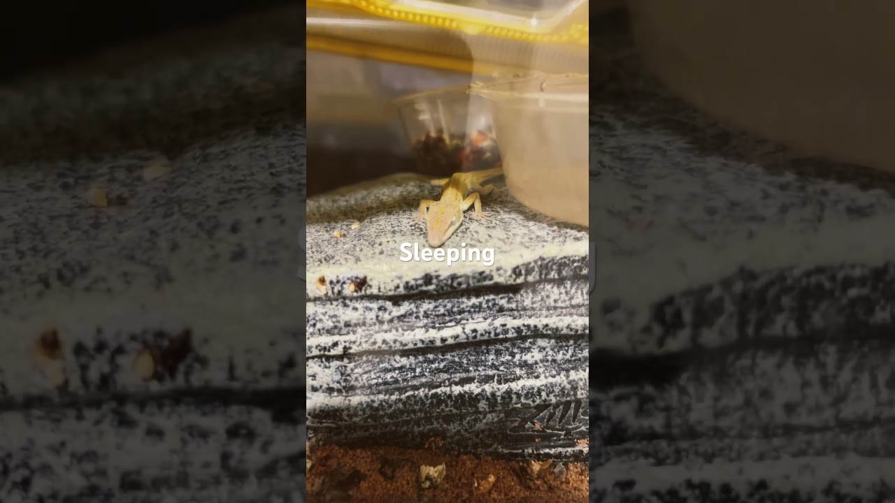 Color changing lizard