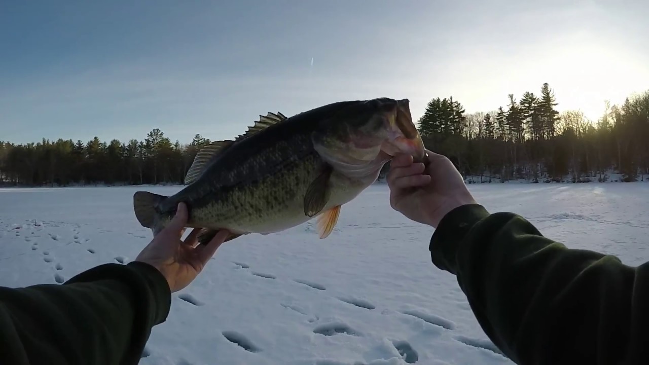smallmouth and HUGE largemouth ice fishing YouTube