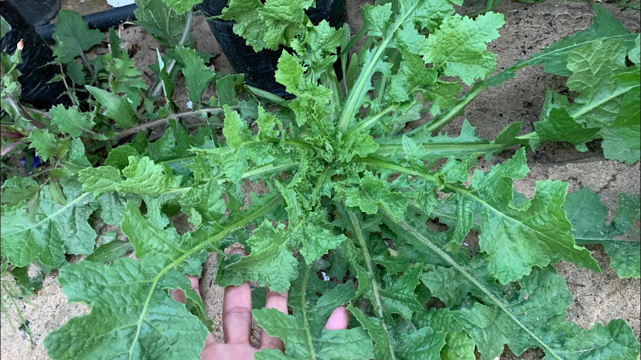 إذا وجدت هذه النبتة بحديقتك فأنت محظوظ وتمتلك كنز من الفوائد☘️للطهي للتجميل لصحة الجسد القلب العظام