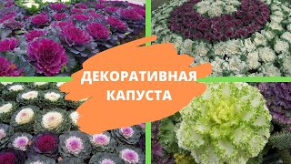 ДЕКОРАТИВНАЯ КАПУСТА: красота, да и только! Как вырастить ее на своем огороде