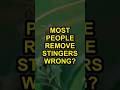 Most People Remove Stingers Wrong