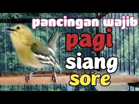 suara CIPOW/cipoh gacor Dorr sangat AMPUH MENAIKAN EMOSI GACOR pancingan paling sukses dan handal