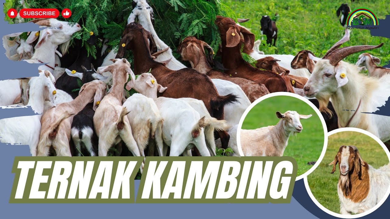 RAHASIA SUKSES TERNAK KAMBING  #bayudiningrat #pelatihanbsm B5