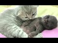 Kitten Chloe gently cuddles and protects the sleep of a foster kitten