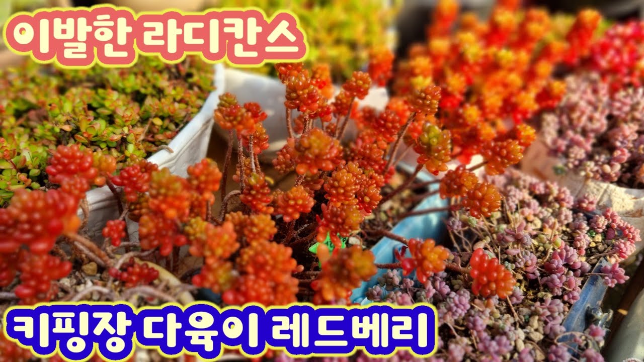 키핑방 다육이들 : 잔잔하니 봄에 더 사랑받는 다육이 라디칸스 & 레드베리를 소개합니다~ 베리의 로망을 채월줄 색감이 나오고 있습니다. ~ 화분은 빡빡하게 햇살은 최고 좋은 곳에