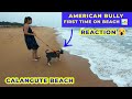 1st time on beach AMERICAN BULLY REACTION 😀 🔥 | Calangute Beach Goa 2021 | VBO Life