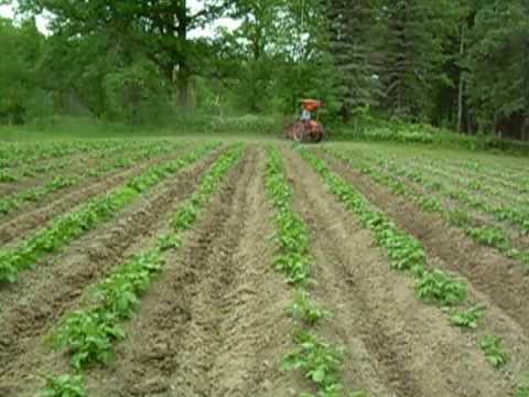 Hilling Potatoes