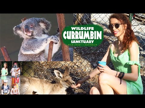 Vidéo: Description et photos du sanctuaire de la faune de Currumbin - Australie : Gold Coast