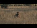 Male leopard Hosana steals a kill from Pretty the hyena.