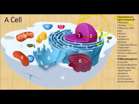 The Glutathione Mystery of Cancer