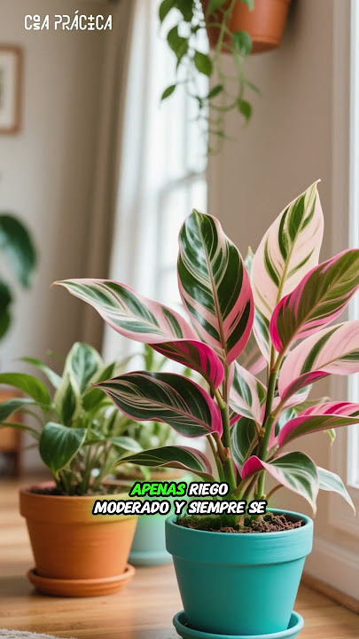 Aglaonema: Hardy, Beautiful, and Perfect for Indoor Shade 🌿