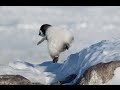 PENGUIN FAIL 2 !!!