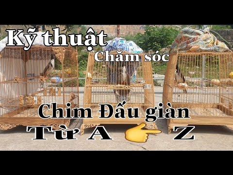 Video: Chăm Sóc Chim 101