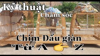 KỸ THUẬT CHĂM SÓC CHIM ĐẤU GIÀN TỪ A ĐẾN Z.// BẠN CẦN BIẾT