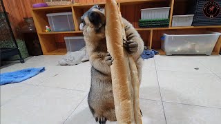 Give marmot a long bread