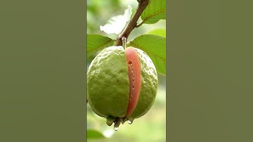 Guava Cutting ASMR sounds 🙂‍↔️🔪 | #guava #asmrsounds #asmr #fruitcutting #shorts #asmrvideo