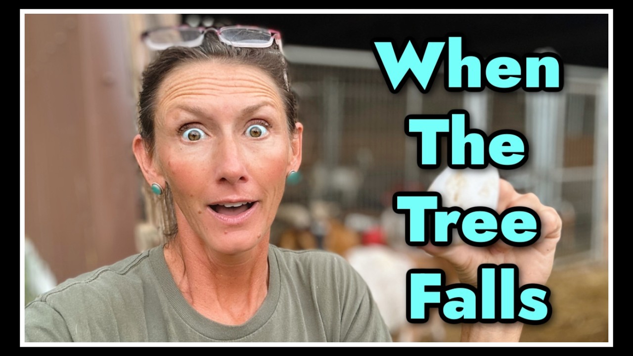 🪾When The Tree Falls...
