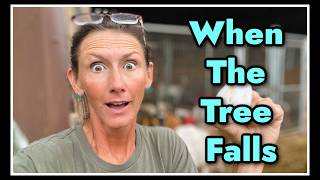 🪾When The Tree Falls...