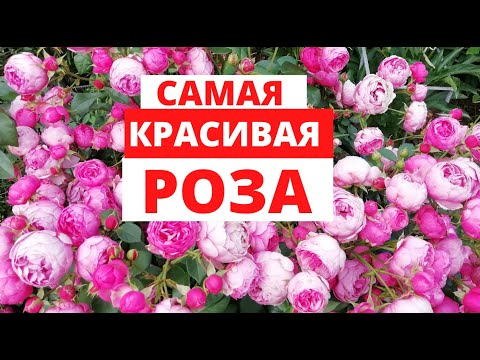 Самая красивая РОЗА моего сада ПОМПОНЕЛЛА! Полюбуйтесь вместе со мной.