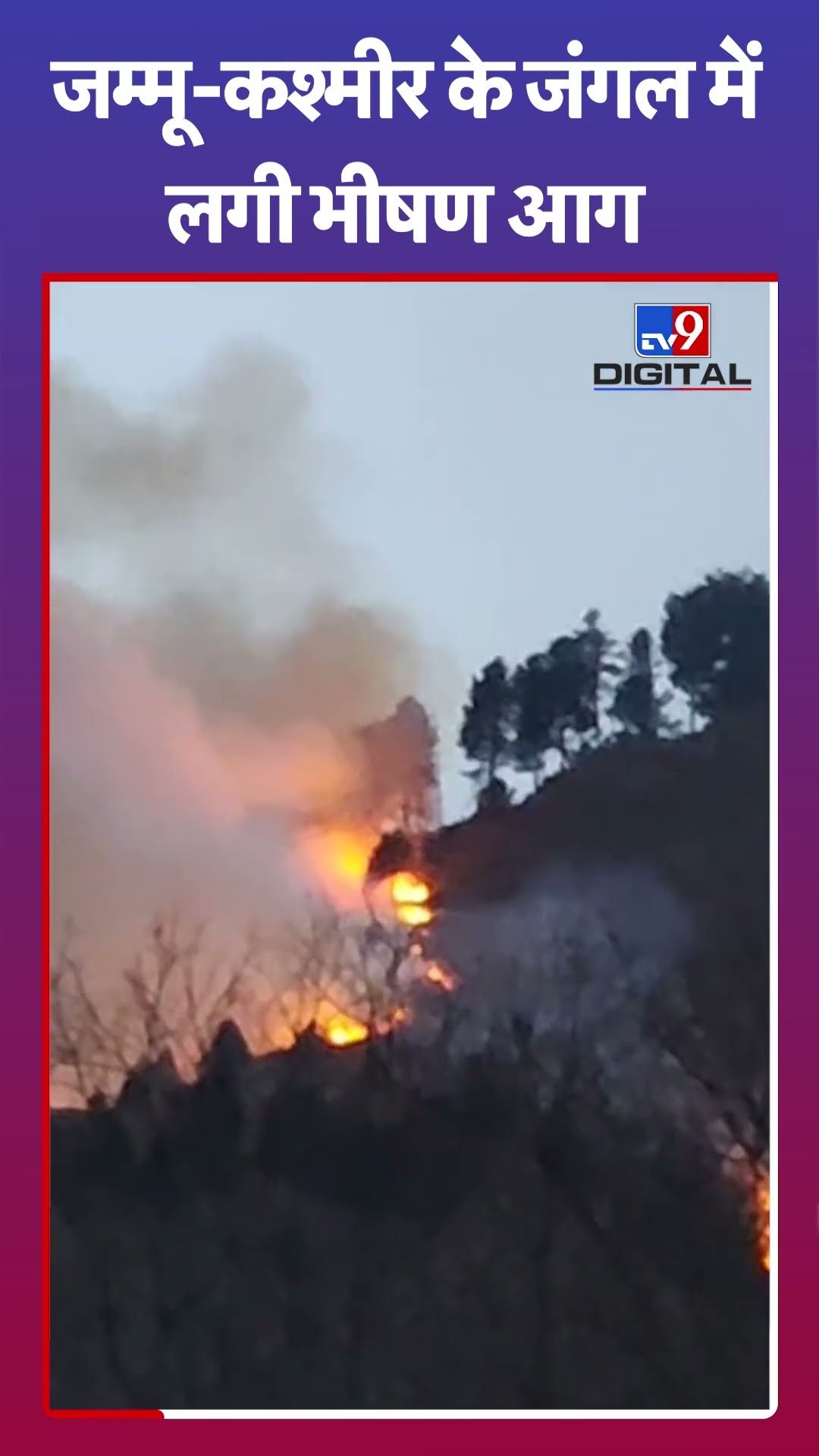 Kashmir Forest Fire News : जम्मू-कश्मीर के जंगल में लगी भीषण आग | Ganderbal District | #shorts