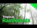 Tropical Rainforest Characteristics | AQA GCSE 9-1 Geography