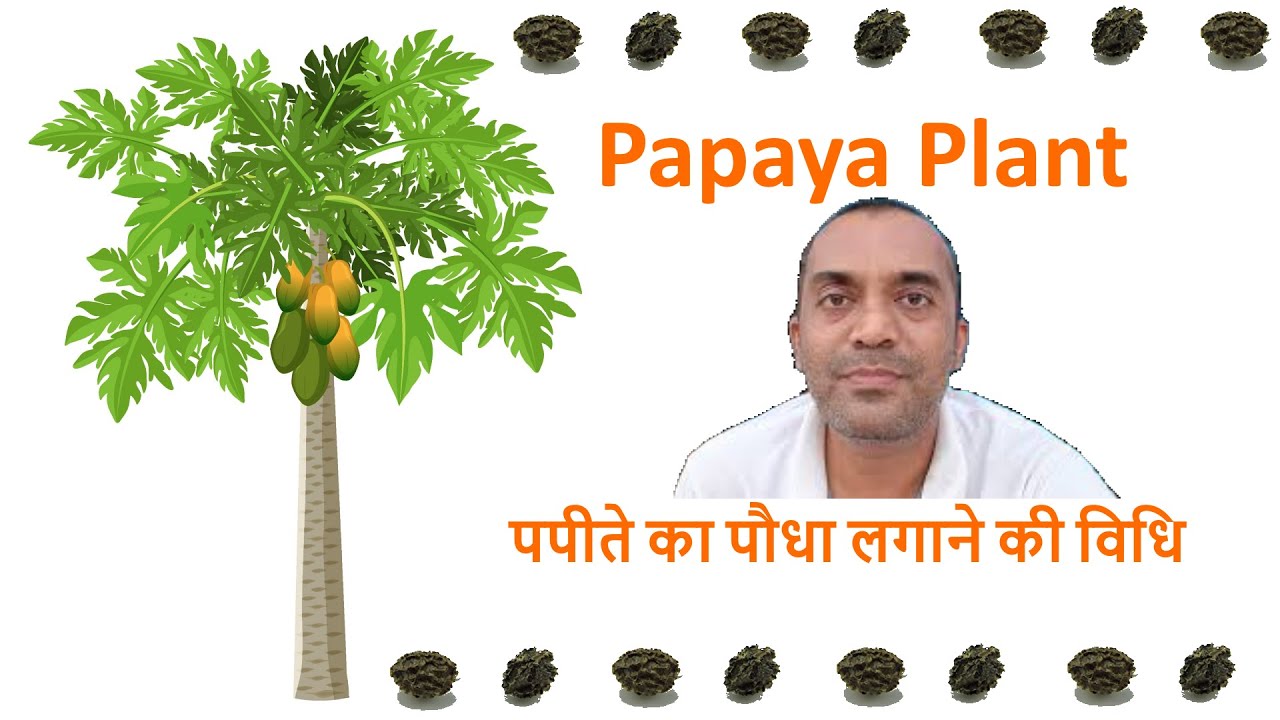 413 How To Germinate Papaya From Seeds 