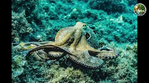 Octopuses Have Nine Brains 4K