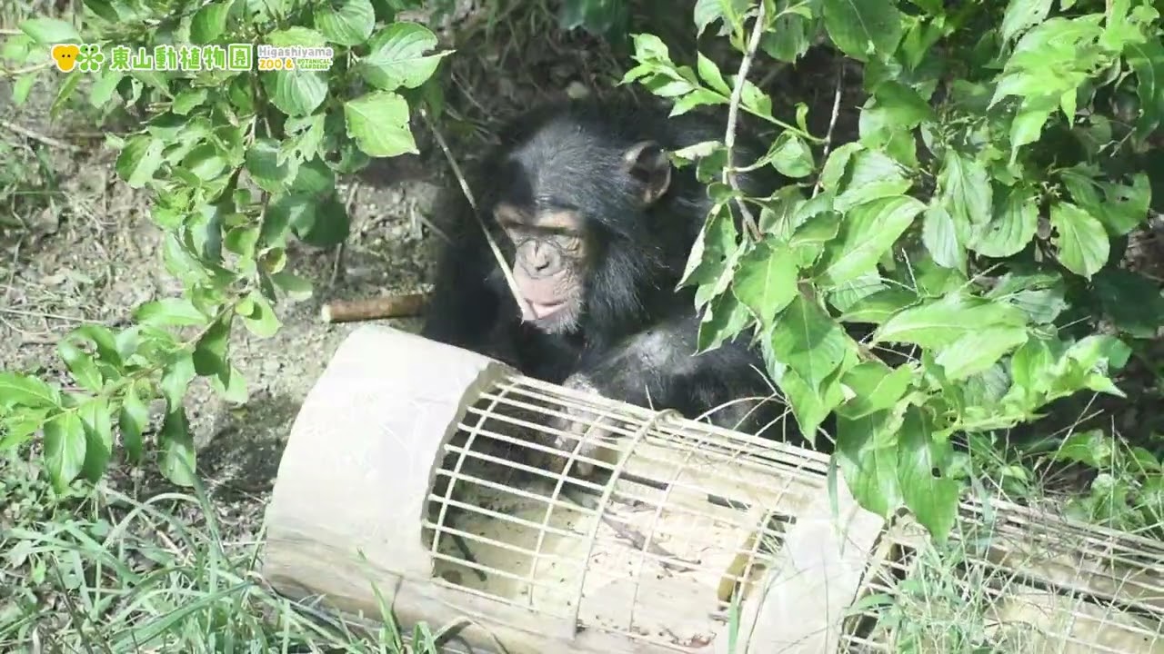 ヤマネとチンパンジー ヤマネとチンパンジー ヤマネとチンパンジー コロサパ🌿💤 on X: