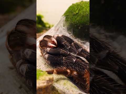 🕷️ TU N’AS JAMAIS VU ÇA… 😱 Cette mygale se retour change de peau sous tes yeux ! #inffaune