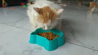 Induk Kucing Makan Snack Enak..Mother Cat Eating Delicious Snack..||Kucing lucu..Kucing Sehat..